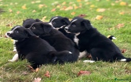 Border Collie dogs for sale: Border Collie puppies - Image 1