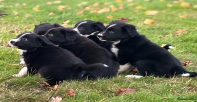 Border Collie dogs - Advert 8