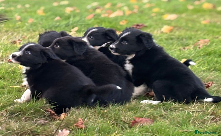 Border Collie dogs - Advert 2
