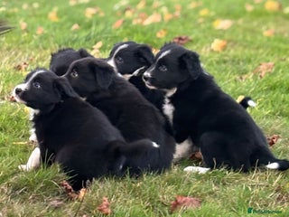 Border Collie dogs - Advert 1