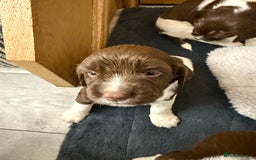 English Springer Spaniel dogs for sale: ENGLISH SPRINGER SPANIEL - Image 6
