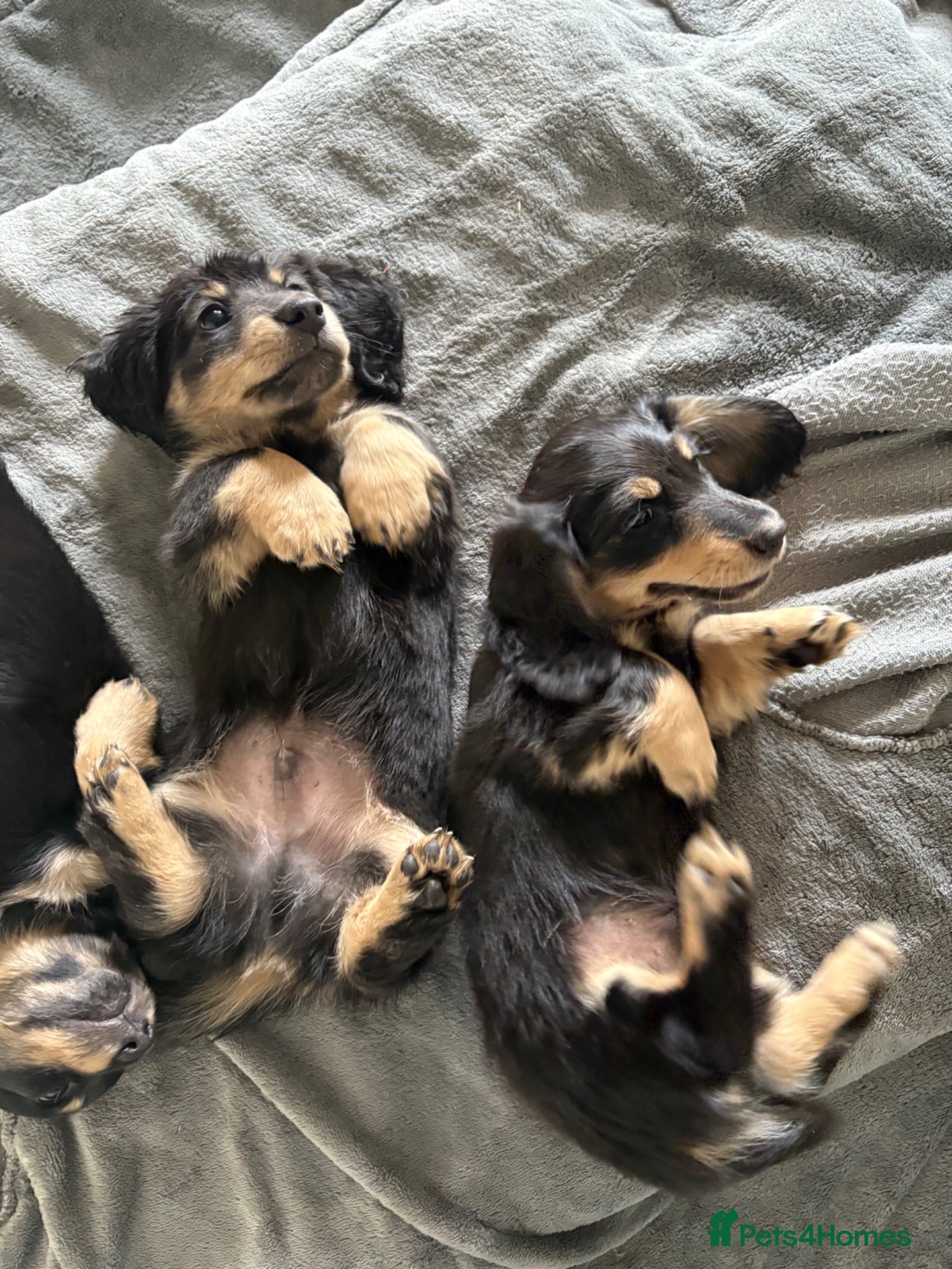Miniature Dachshund dogs Stunning long haired miniature dachshunds  - Advert 15