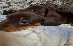 Dachshund dogs for sale: Our Dearest Amelia has had 2 superb  female pups  - Image 3