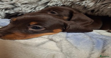 Dachshund dogs - Advert 3
