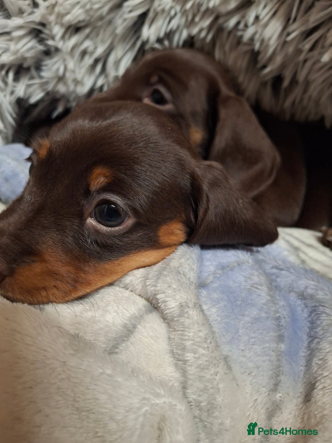 Dachshund dogs for sale: Our Dearest Amelia has had 2 superb  female pups  - Image 3