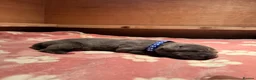 Great Dane dogs for sale: Pedigree Great Dane puppies for sale Shropshire - Advert 9