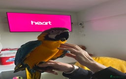 Macaws birds for sale: Baby hand reared macaw - Advert 4