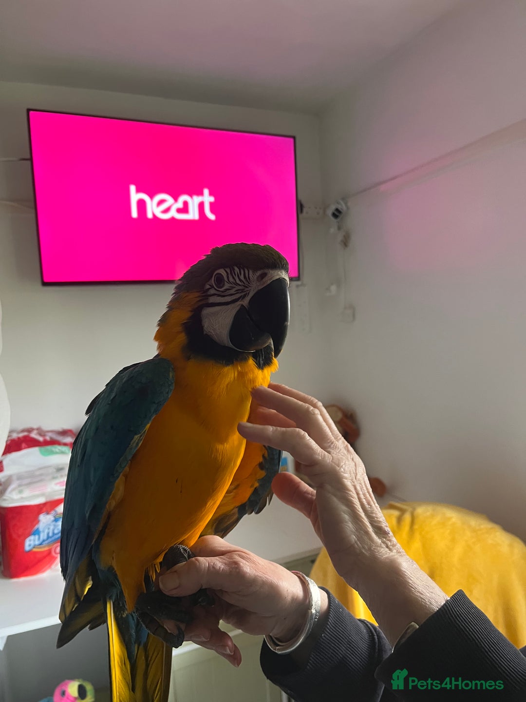 Macaws birds for sale: Baby hand reared macaw - Advert 4