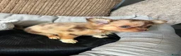 Chihuahua dogs for sale: Chihuahua puppies Russian ancesry with apple head  - Advert 18