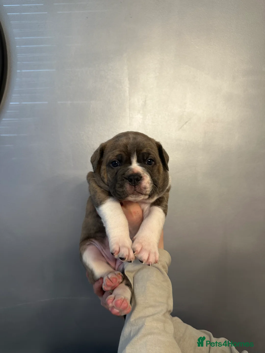 Dorset Olde Tyme Bulldogge dogs for sale: 5 Stunning old tyme bulldogs girls left  - Advert 2