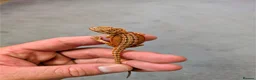 Bearded Dragon reptiles for sale: Variety Of Red German Giants and G Stripe Dunners  - Advert 6