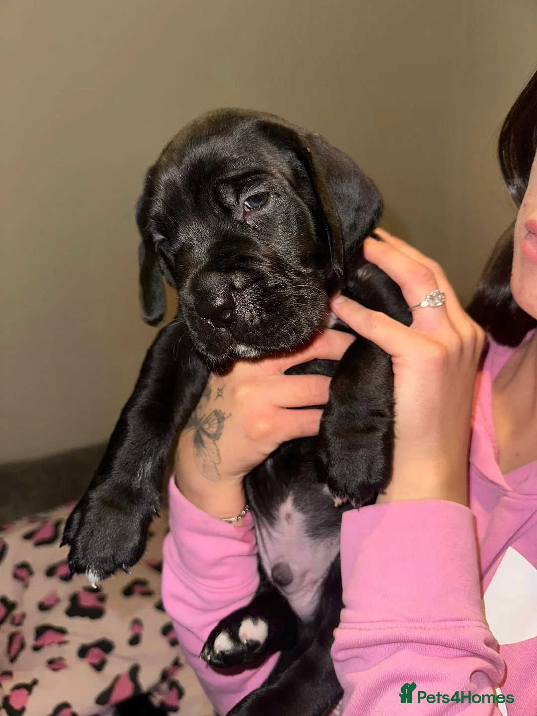 Mixed Breed dogs for sale: Cane corso/ Great Dane💓💓💖💖 - Advert 2