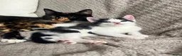Mixed Breed cats for sale: Adorable kittens for sale - Advert 2