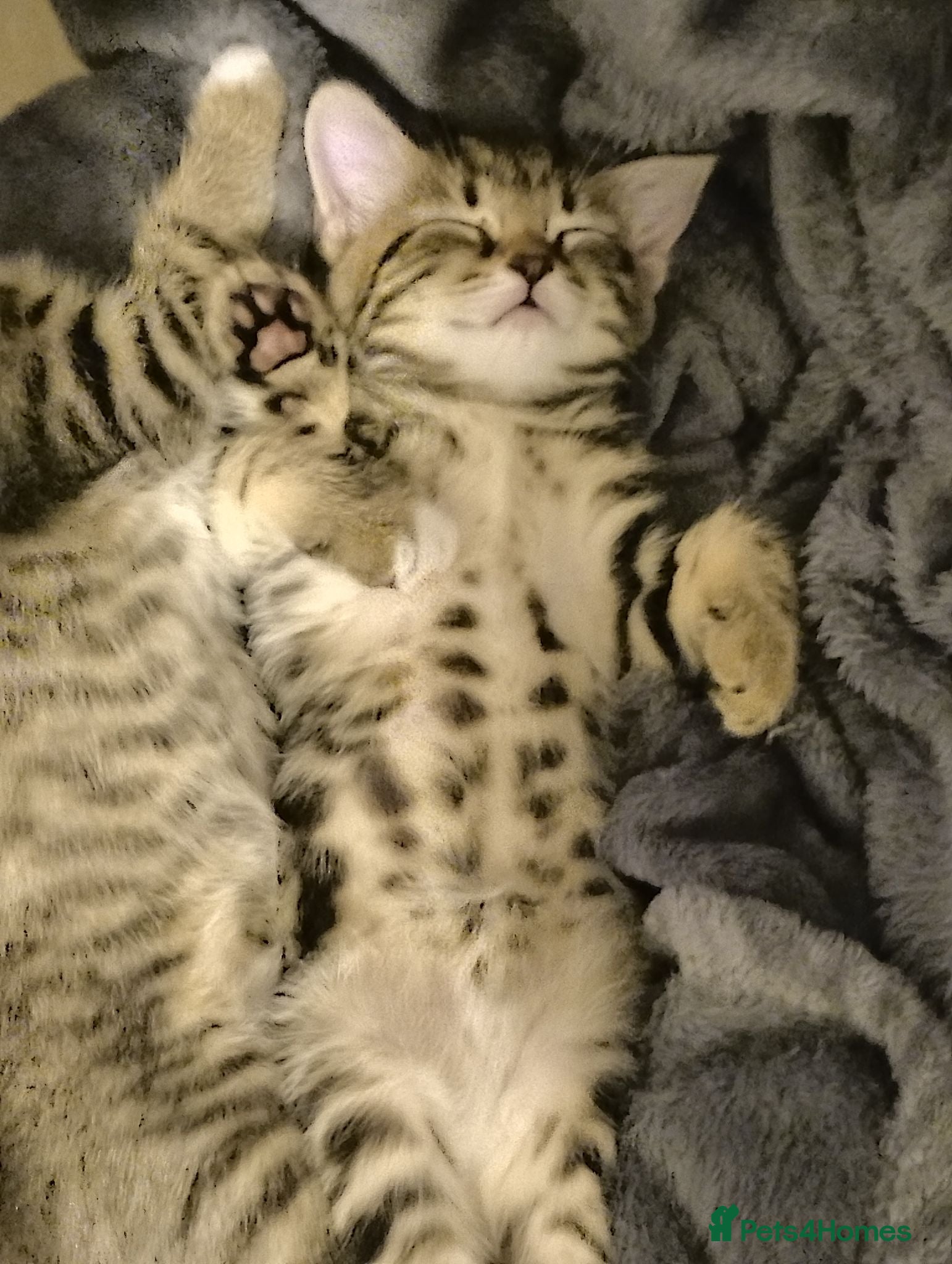 Mixed Breed cats 2 Stunning golden tabbys and cute black kitten  - Advert 2