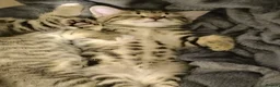 Mixed Breed cats for sale: 2 Stunning golden tabbys and cute black kitten  in Bristol - Advert 1