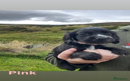Cocker Spaniel dogs for sale: Cocker Spaniel Puppies  - Image 10