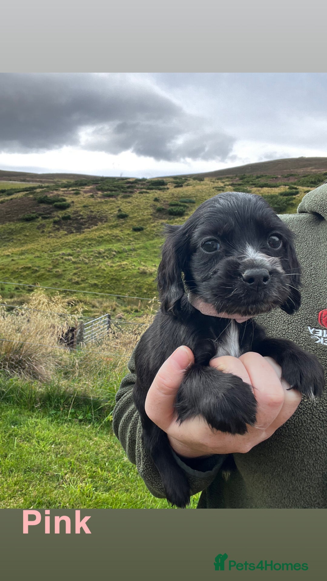 Cocker Spaniel dogs for sale: Cocker Spaniel Puppies  - Image 10