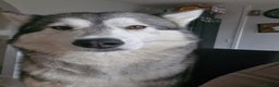 Siberian Husky dogs for sale: 8 husky pups - Advert 3