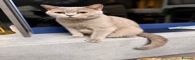 British Shorthair 1