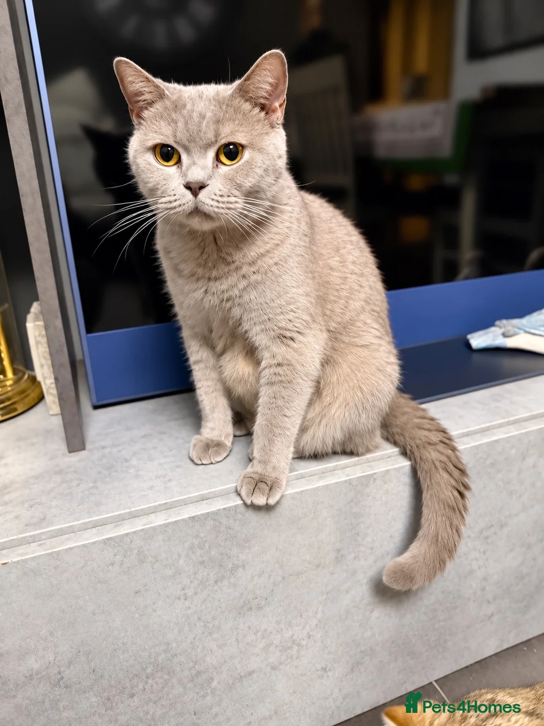 British Shorthair cats for sale: Beautiful queen active for sale - Advert 6