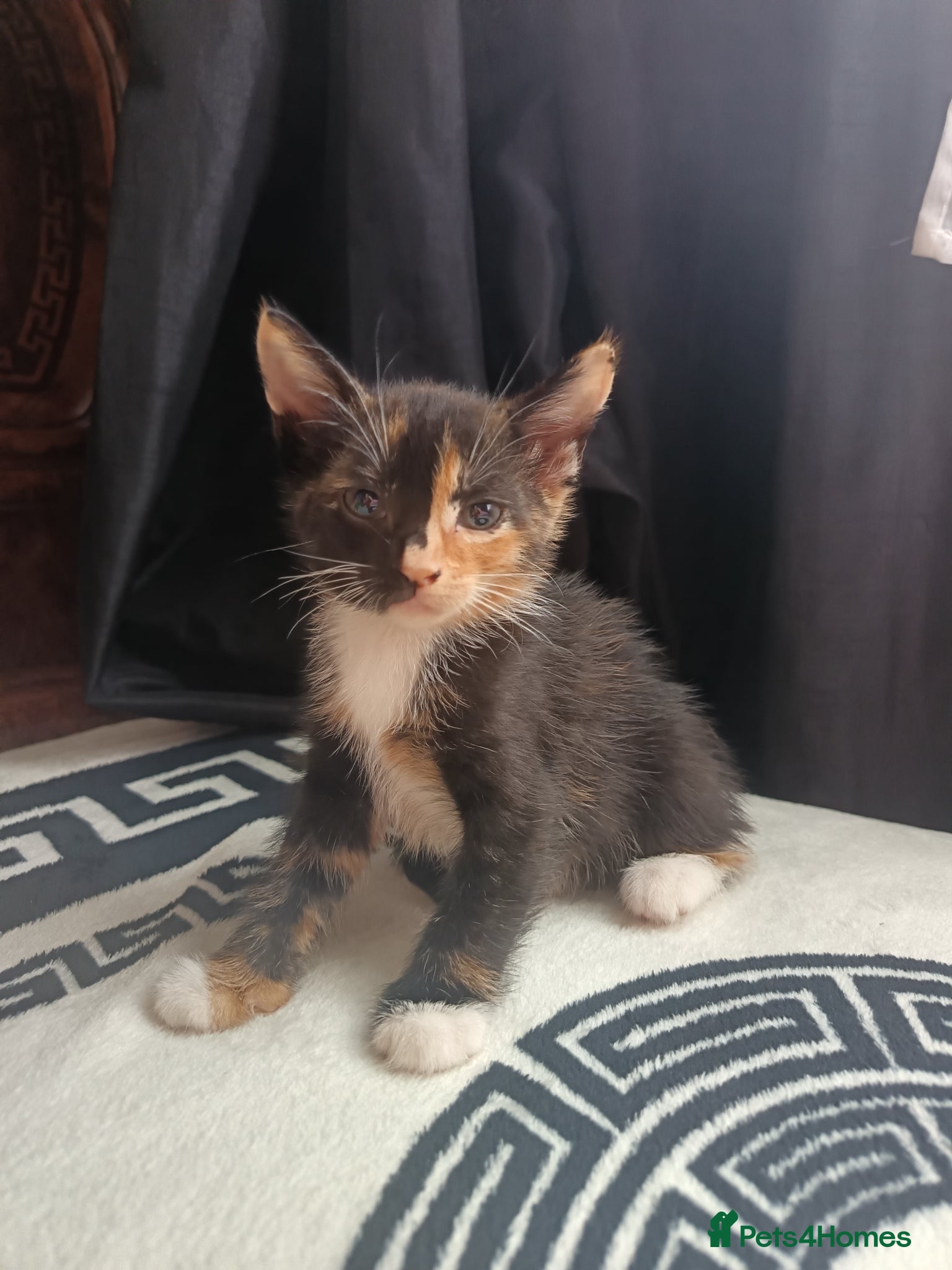 Mixed Breed cats Adorable Kittens Looking for Their Forever Homes - Advert 2