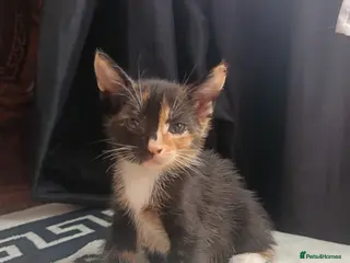 Mixed Breed cats Adorable Kittens Looking for Their Forever Homes - Advert 2