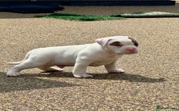 Olde English Bulldogge dogs for sale: Olde English Bulldogge puppies - Image 4