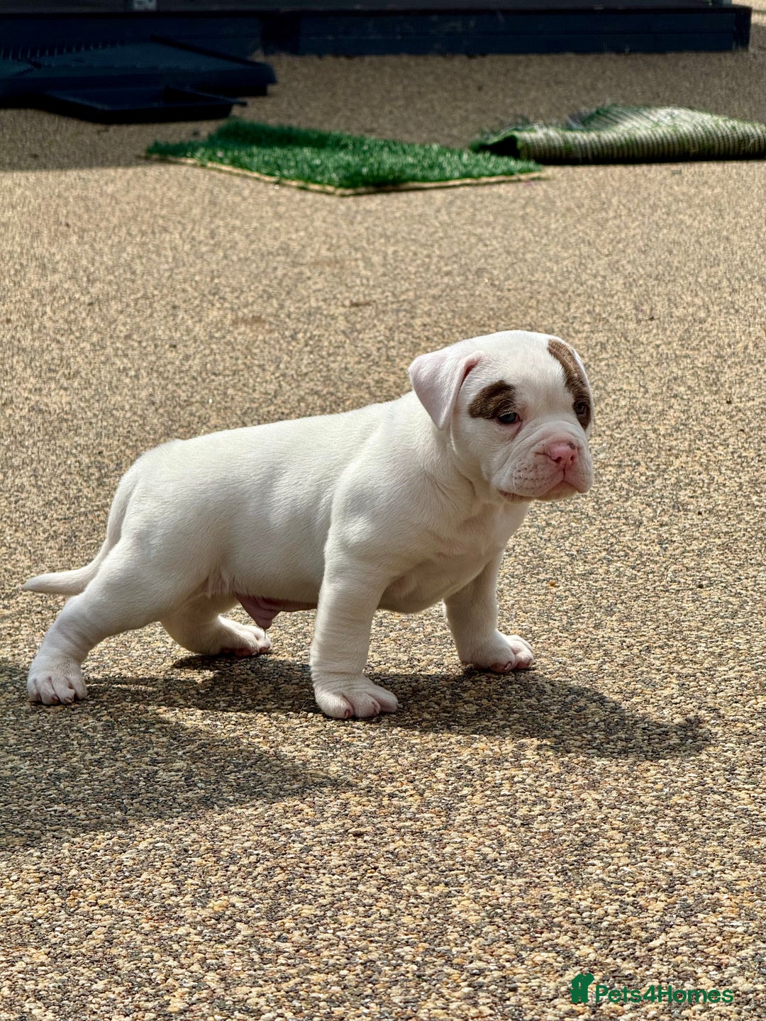 Olde English Bulldogge dogs for sale: Olde English Bulldogge puppies - Image 4