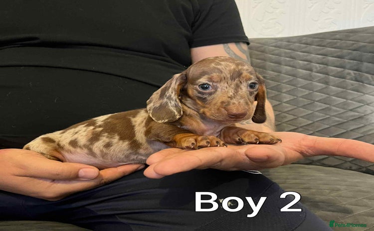 Miniature Dachshund dogs - Advert 2