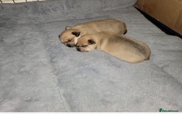 Mixed Breed dogs for sale: Chihuahua jack Russell boy puppy - Image 7