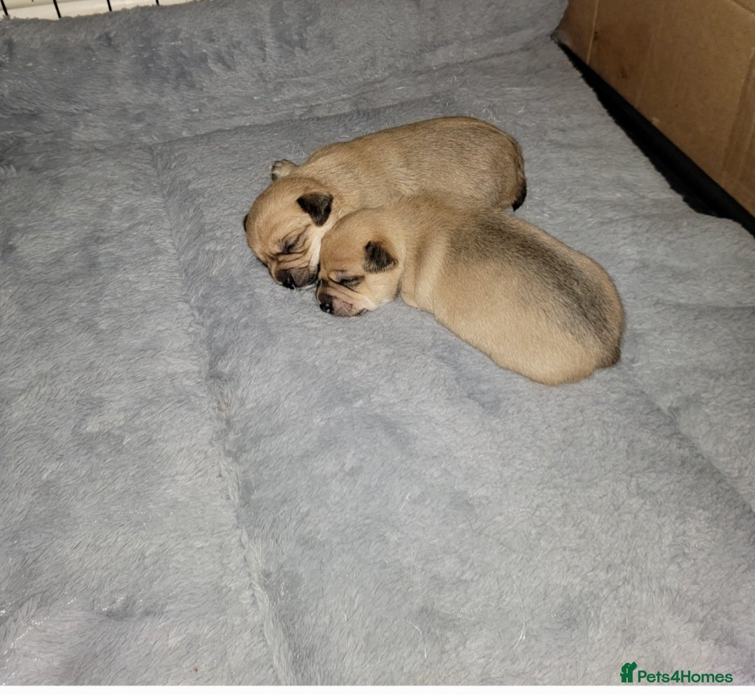 Mixed Breed dogs for sale: Chihuahua jack Russell boy puppy - Image 7