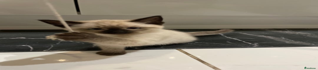 Mixed Breed Kitten 1