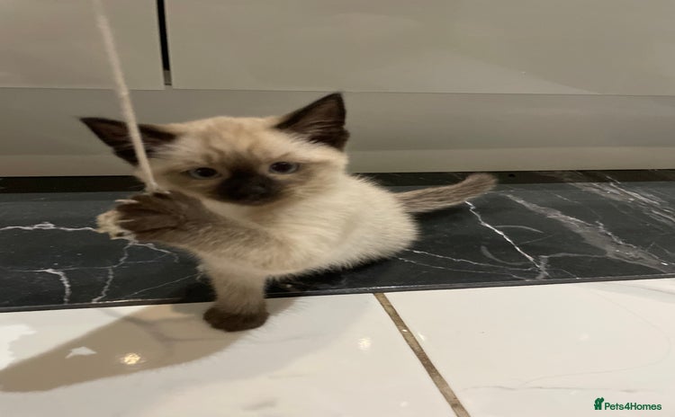 Mixed Breed cats - Advert 2