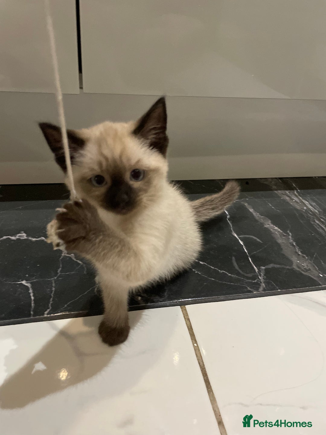 Mixed Breed cats for sale: Little siamese looking girl  - Image 1