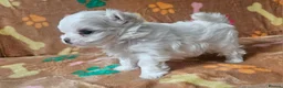 Maltese dogs for sale: 🐾 Beautiful Maltese puppy for sale 🐾 - Advert 2
