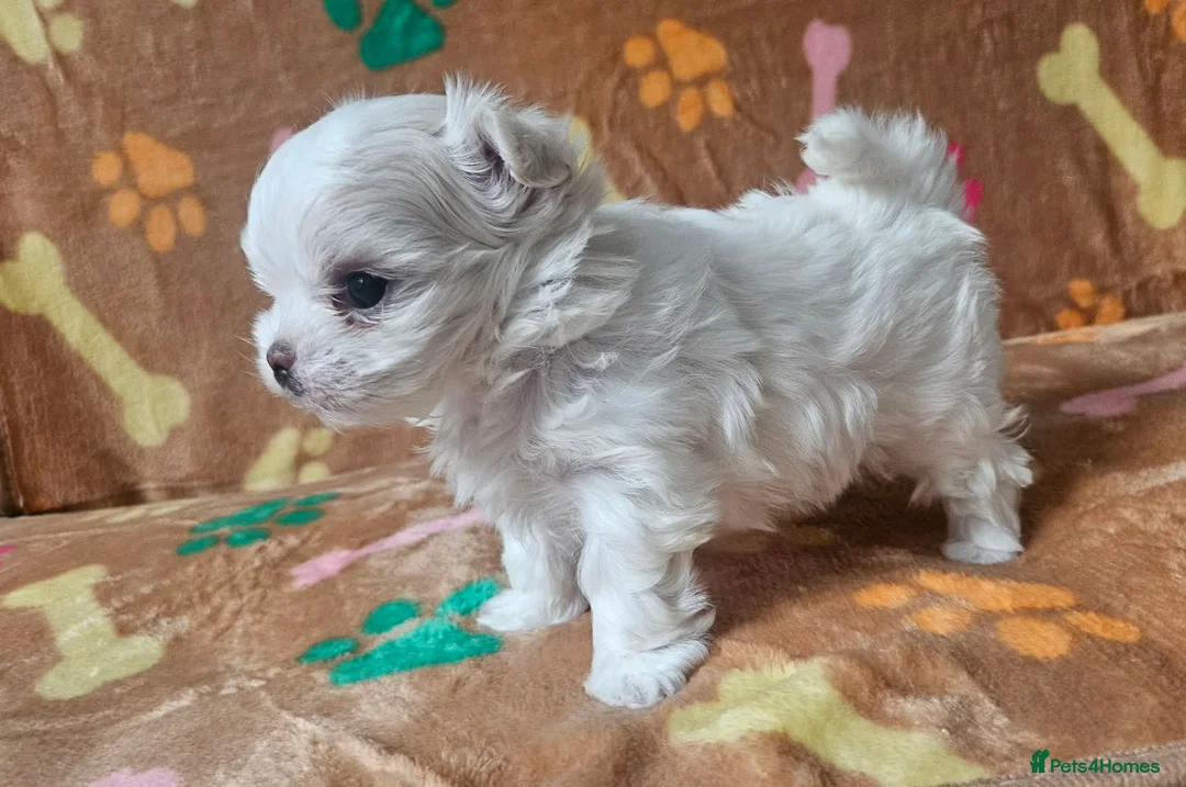 Maltese dogs for sale: 🐾 Beautiful Maltese puppy for sale 🐾 - Advert 2