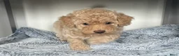 Maltipoo dogs for sale: Adorable F1B Maltipoo Puppy / 1 boy left / reduced - Advert 17