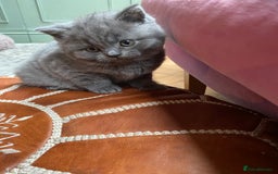 British Shorthair cats for sale: British Shorthair Kittens For Sale - Advert 7