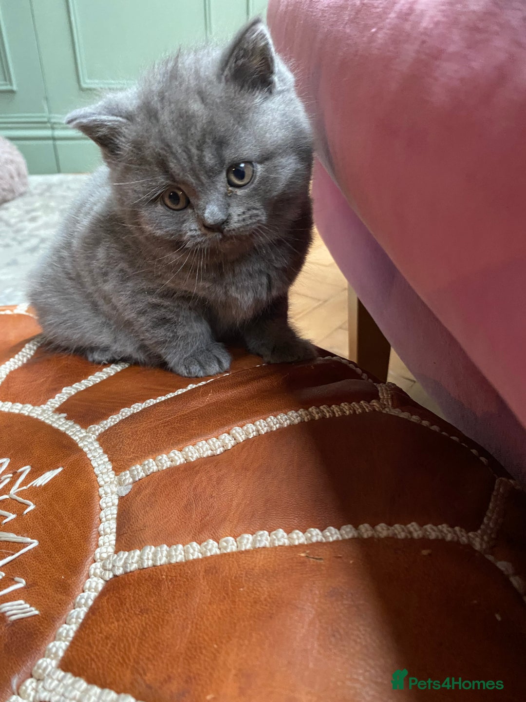 British Shorthair cats for sale: British Shorthair Kittens For Sale - Advert 7