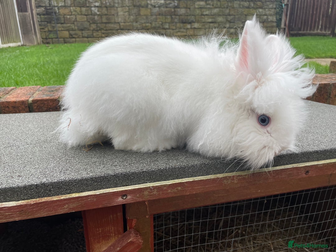 Lionhead rabbits for sale: White Lionhead female rabbit - Advert 6