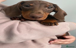 Miniature Dachshund dogs for sale: Ready to go-Gorgeous miniature Dachshund puppies   - Image 37