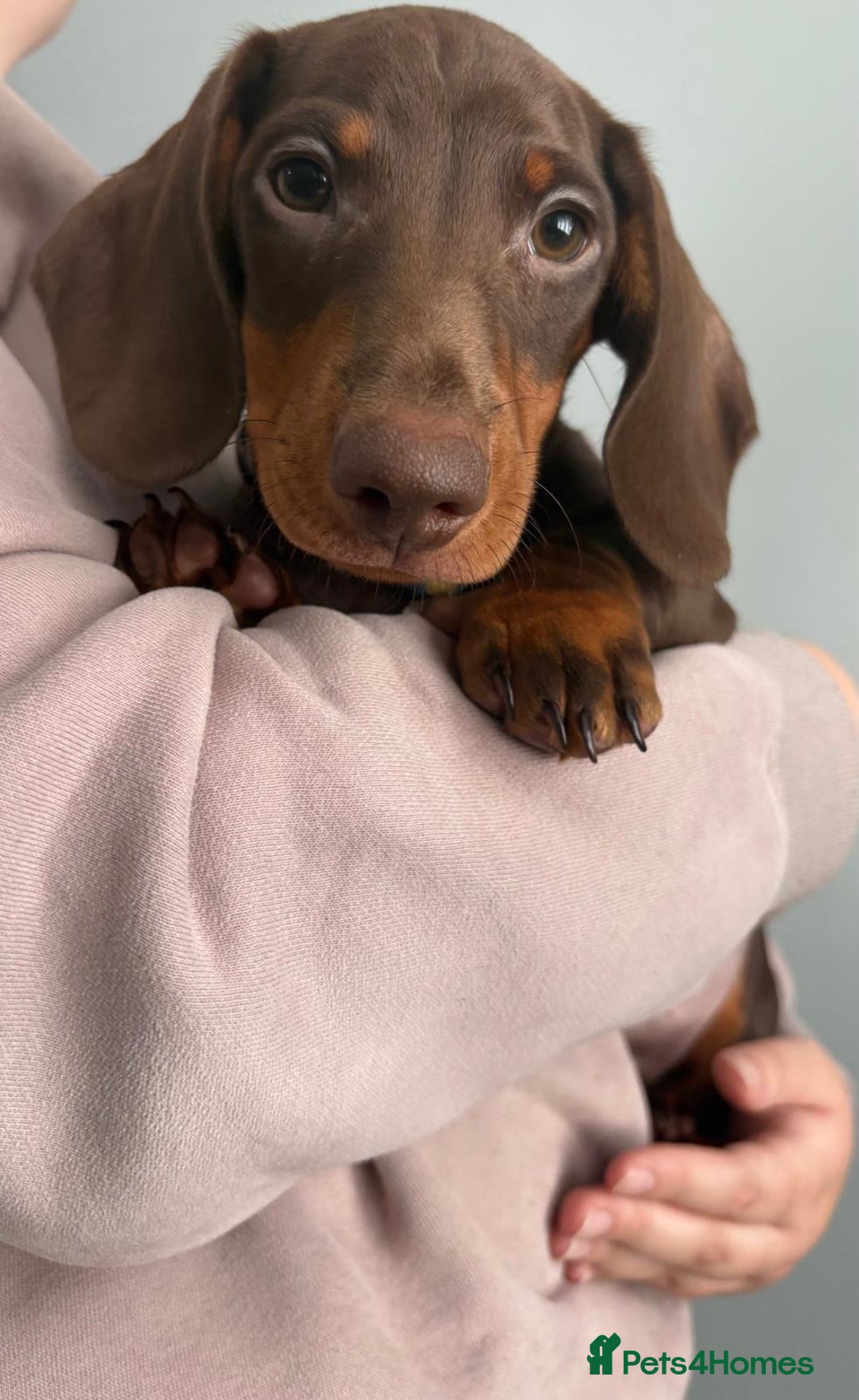Miniature Dachshund dogs for sale: Ready to go-Gorgeous miniature Dachshund puppies   - Image 37