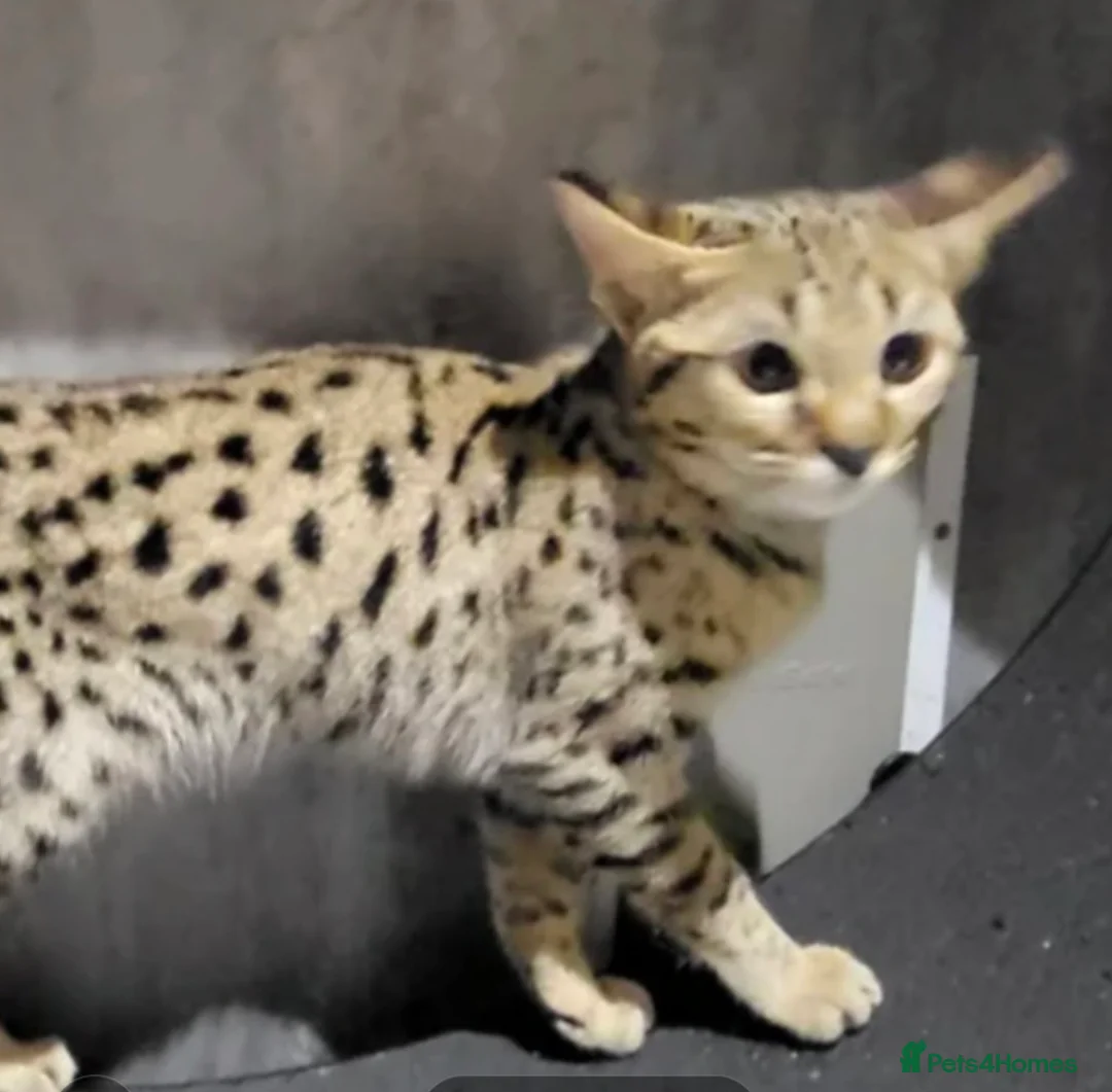 Savannah cats for sale: F2 SAVANNAH  - Advert 2