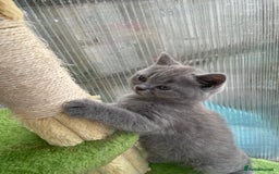 British Shorthair cats for sale: Four tiny heart-stealers looking for loving home - Image 12