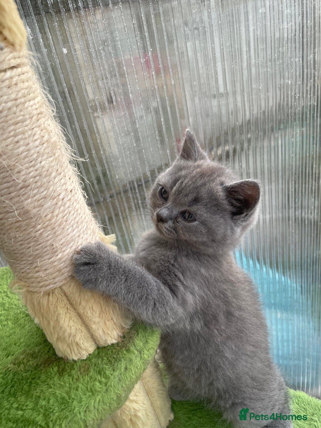 British Shorthair cats for sale: Four tiny heart-stealers looking for loving home - Image 12
