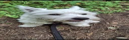 West Highland Terrier dogs for stud: West highland terrier for stud - Advert 6