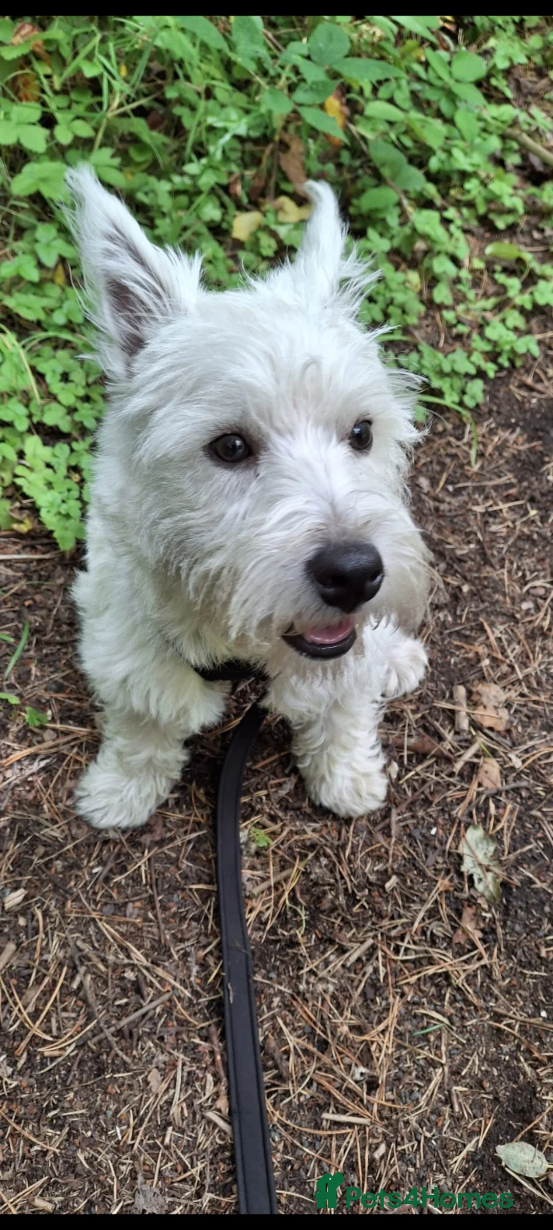 West Highland Terrier dogs for stud: West highland terrier for stud - Advert 6