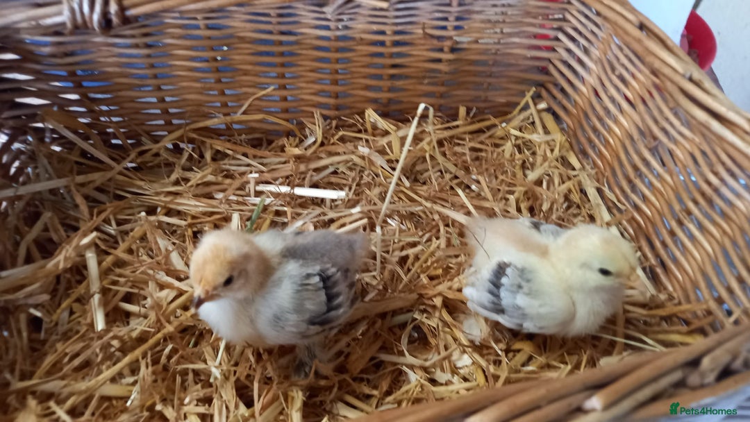 Chickens poultry for sale: Unsexed Mille Fleur Pekin Chicks For Sale  - Image 10