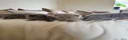 British Shorthair cats for sale: 4 British shorthair kittens  - Advert 16