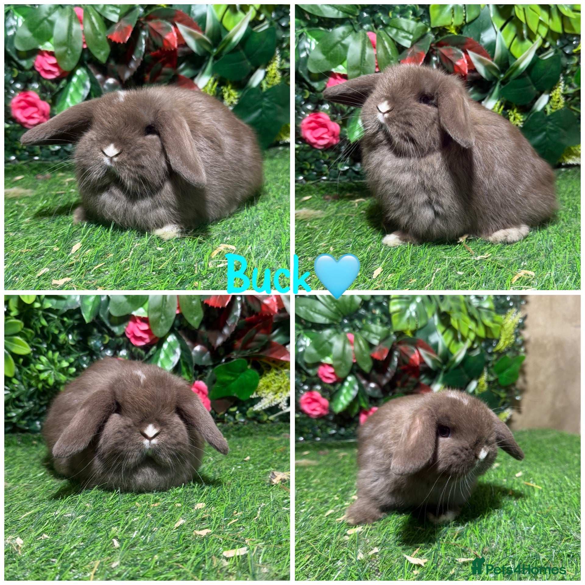 Mini Lop rabbits Pure breed mini lop male and female  - Advert 1